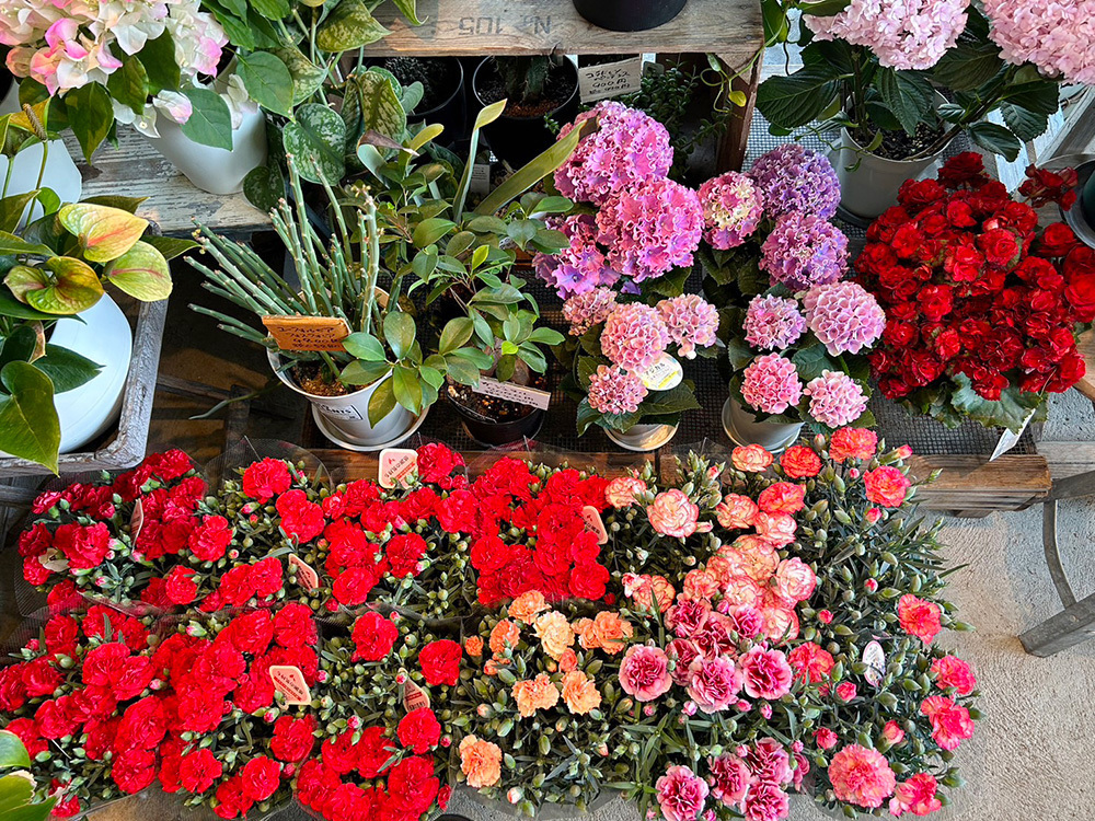 富士市花屋ローズヒップの2023年5月10日のお知らせ『母の日のお花のプレゼント』1