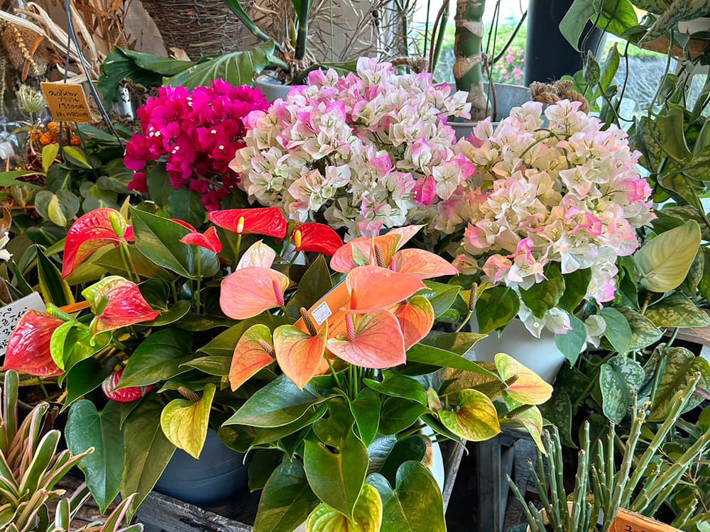 富士市花屋ローズヒップの2023年5月10日のお知らせ『母の日のお花のプレゼント』3
