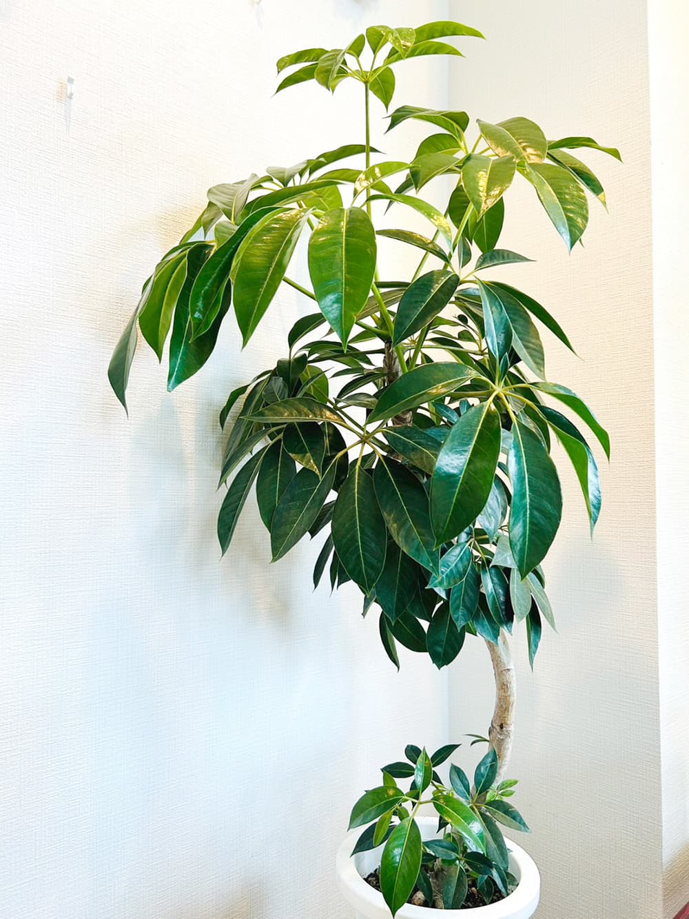 富士市花屋ローズヒップの夏のおすすめの観葉植物