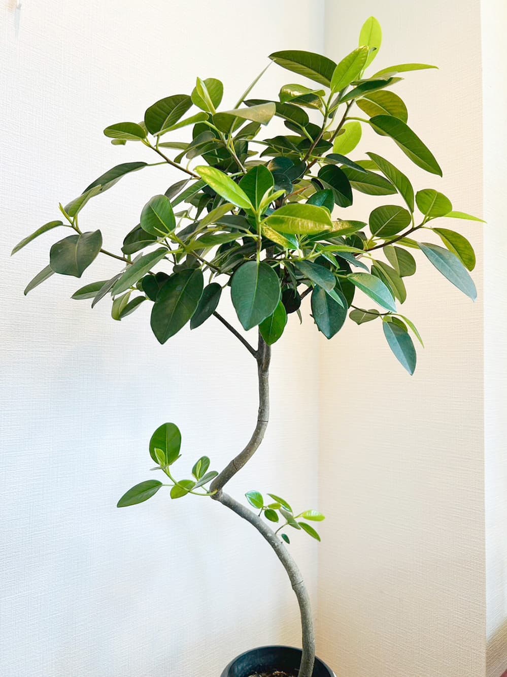 富士市花屋ローズヒップの夏のおすすめの観葉植物