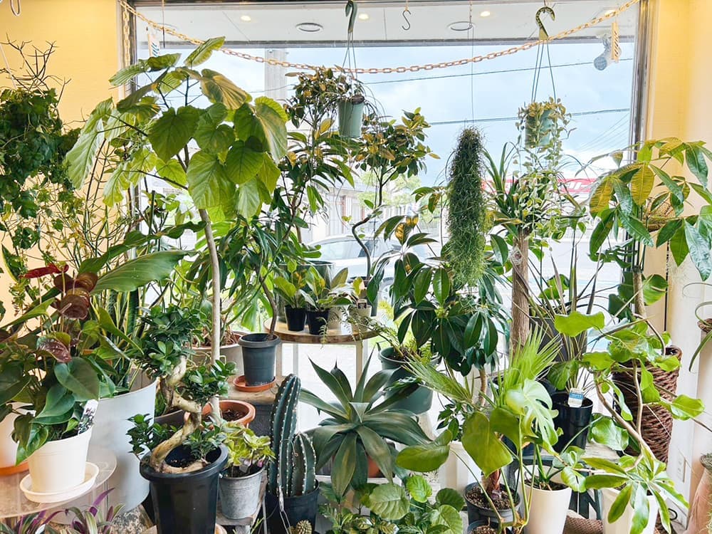 富士市花屋ローズヒップの夏のおすすめの観葉植物