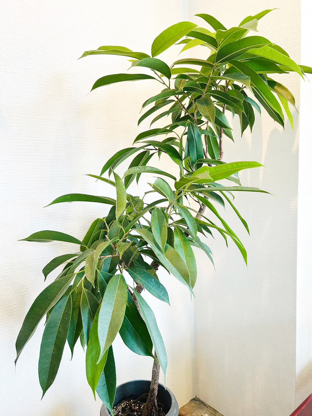 富士市花屋ローズヒップの夏のおすすめの観葉植物