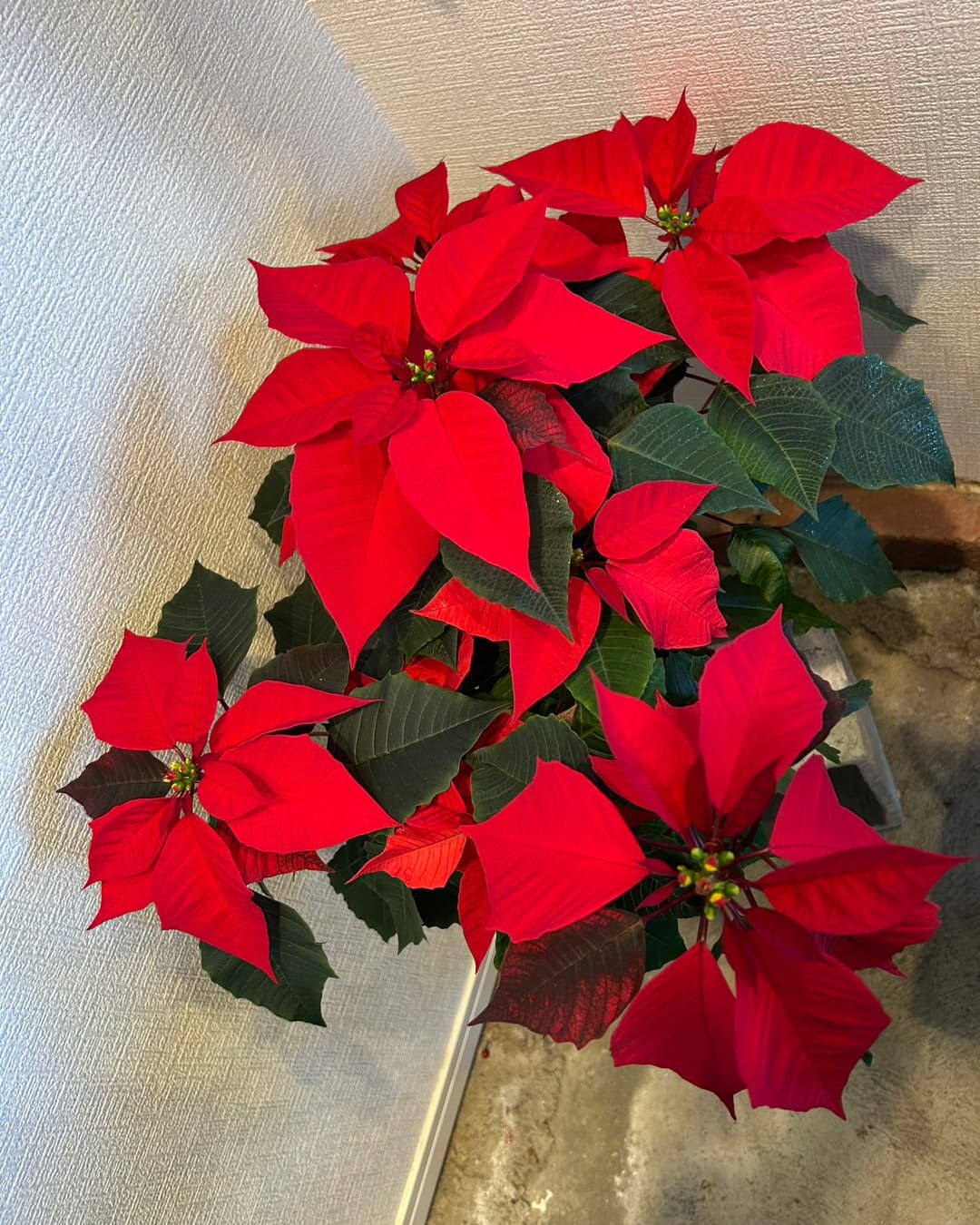 富士市おしゃれ花屋ローズヒップの赤いポインセチア