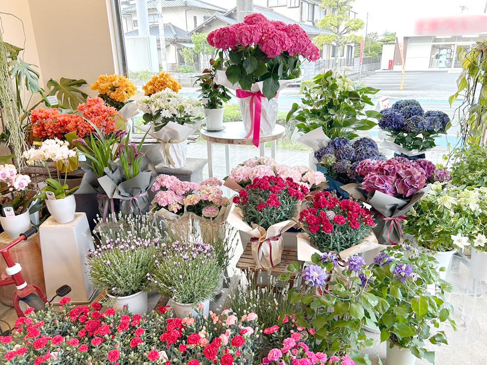 富士市おしゃれ花屋ローズヒップの2026年4月10日の母の日特集の鉢花